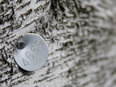 After tranquilizing this tree, I was able to attach a tag to help track its migration.