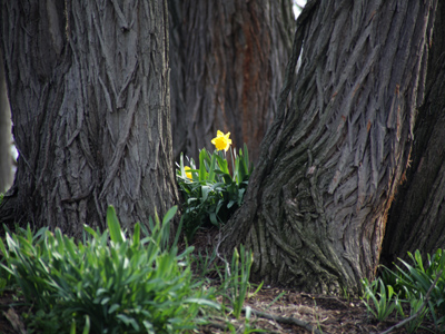 The small among the mighty.