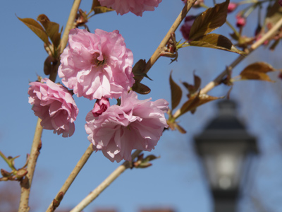 Springtime in the Oregon District.