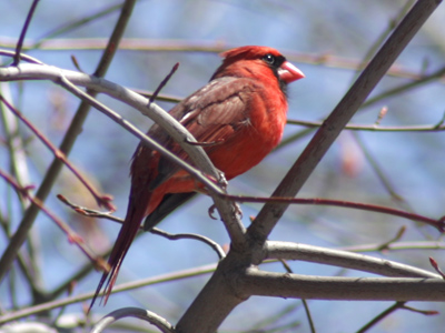 Unlike the paranoid cardinal outside my office (see April 1), this one really does have a rival in its territory.