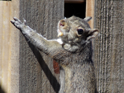 They`re supposed to live in the forest and eat nuts, but instead they live in my neighborhood and eat garbage.