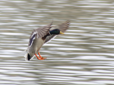  . . . or two if by sea.