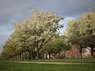 Before the next wave of storms, I had about one minute to take sunlit pictures.