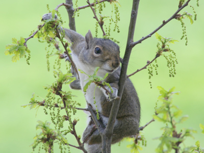 More wildlife outside my office window.  Don`t call me at work -- I`m too busy taking pictures.