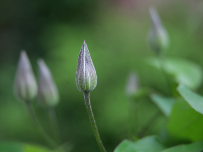 If it isn`t green, if it doesn`t grow out of the ground, it probably isn`t good for you.