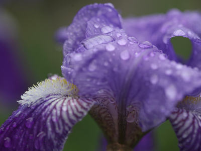 If you want to be a good photographer, you have to learn how to control the iris.