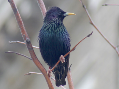 Having a bad feather day.
