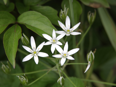 `It is also called kingsfoil,` said Aragorn; `and maybe you know it by that name, for so the country-folk call it in these latter days.` `The Return of the King` by J.R.R. TOLKIEN
