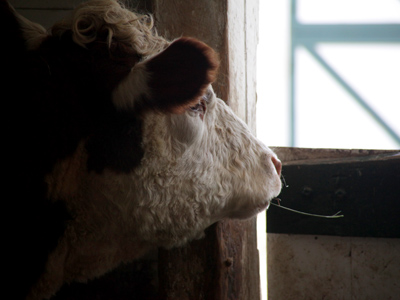 A mother nearby told her child, `That`s where hamburger comes from,` but I don`t think the cow heard her.