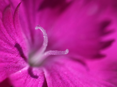 Tiny drop of nectar inside a tiny flower.