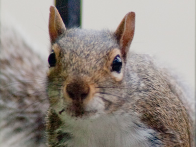 Close encounters of the furred kind.