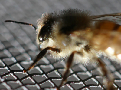 Oh great, the picture is ruined because it blinked one if its 8000 eyes.