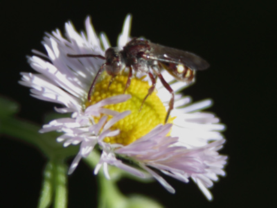 Your daily bug shot.
