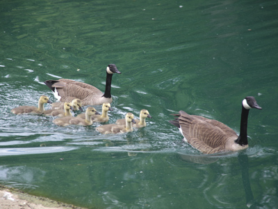 Yesterday`s goose family was not seen on campus today, but I think I tracked them down in a nearby pond.