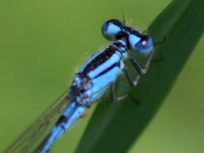 But when it comes to dragonflies that are about an inch long, you`ve really got to be paying attention.