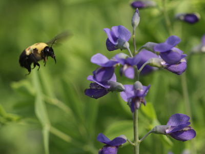 I like purple too, but not that much.