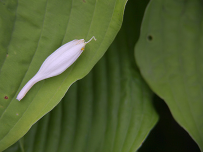 Morning walk in the park.
