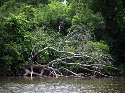 If a tree falls in the middle of an uninhabited river, does it make a splash?
