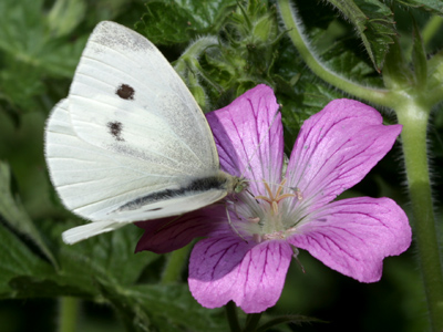 What an amazing coincidence this flower has a long, thin tube the butterfly drinks from using its long, thin tongue.