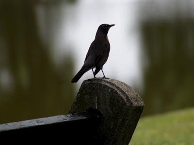 It was only the first day, but there were more birds in the park than people.