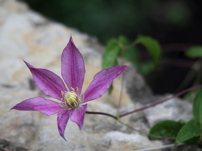 Couldn`t tell you whether this flower is in its youth or adolescence.
