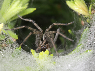 `There are pretty curtains drawn around; the sheets are fine and thin, And if you like to rest awhile, I`ll snugly tuck you in!` MARY HOWITT