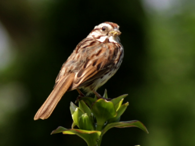 The hummingbirds were too fast, so you get a sparrow.