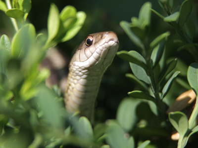 Not a lucky shot -- a meticulously executed shot.