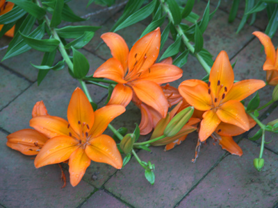 Lowdown lilies.