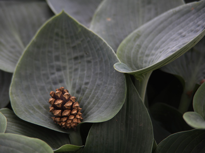 Where pine cones come from.