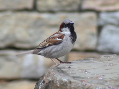 A clean bird is a happy bird.