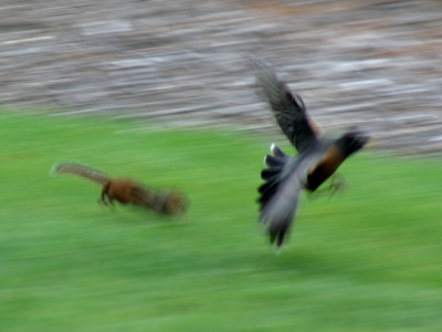 Like something out of `Riki-Tiki-Tavi,` this robin and chipmunk were engaged in a life-or-death struggle.