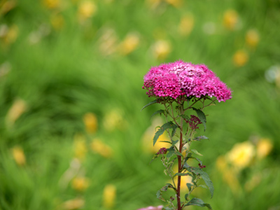 Outstanding in its field.