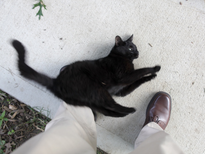 You`re wasting your time, kitty.  I don`t go for your species.  It was only after I got to work that I noticed there was black grime all over my pant legs.