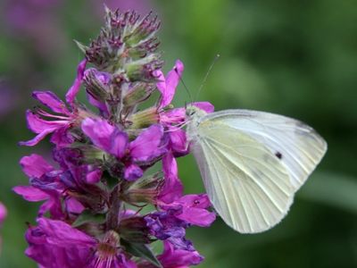 These next two pictures were taken with my arms deep in bee territory.  They landed on the camera and on my face.
