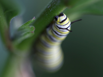 `We don`t have any caterpillars yet,` said a staff member.  But I found this monarch-in-progress among milkweeds.