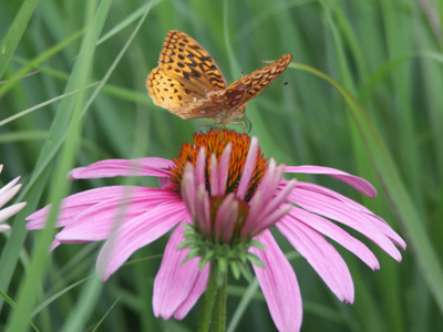 Great spangled fritillary on a purple coneflower.