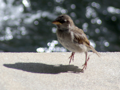 Over the past several days, a lot of people have been trying to do the moonwalk.