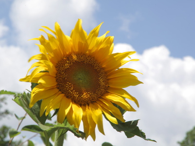 Think about it:  all flowers are sunflowers.