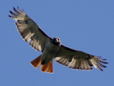 Me watching you watching me.