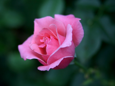 In life, beauty perishes, but not in art. LEONARDO DA VINCI