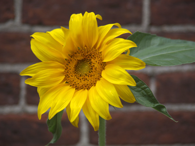 I seed a sunflower.