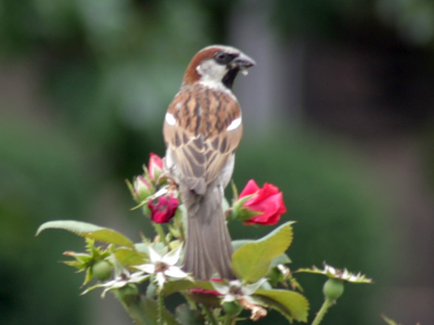 Perched atop its flower tower.