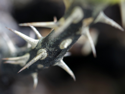 The darker side of nature.