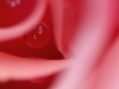 Deep inside the rose.