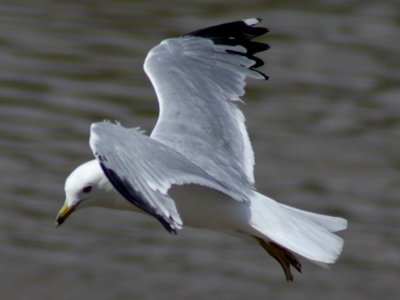 Margaret Bourke-White took a picture of a flying airplane from above, but the best I can do is a gull.
