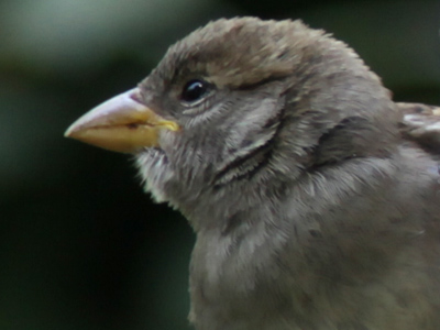 My eye is on the sparrow.