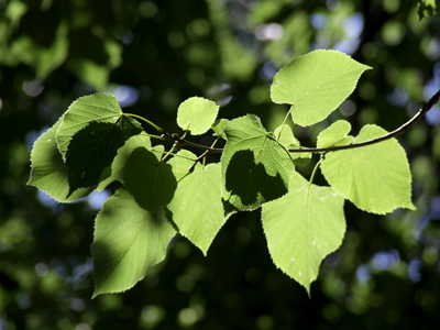 On the sunny side of the leaf.