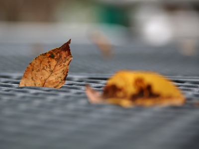 Morning on the playground.