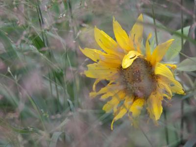 Why cameras have manual focus.